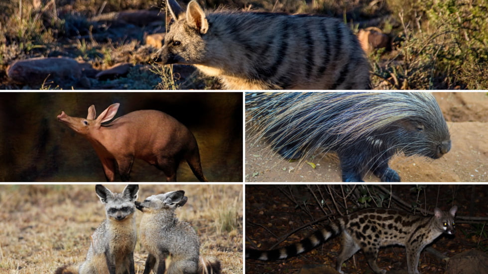 Night Life: nocturnal animals of the Karoo